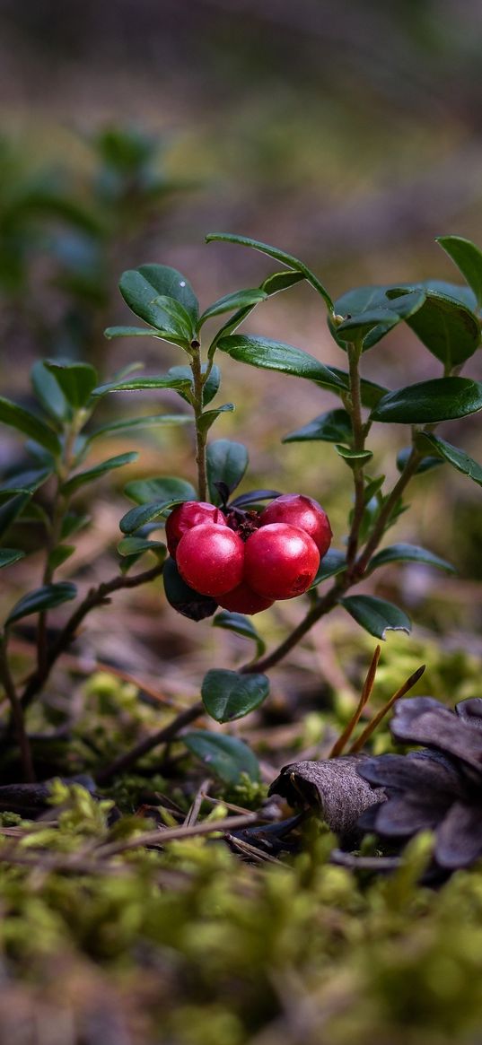 cranberries, berries, close-up