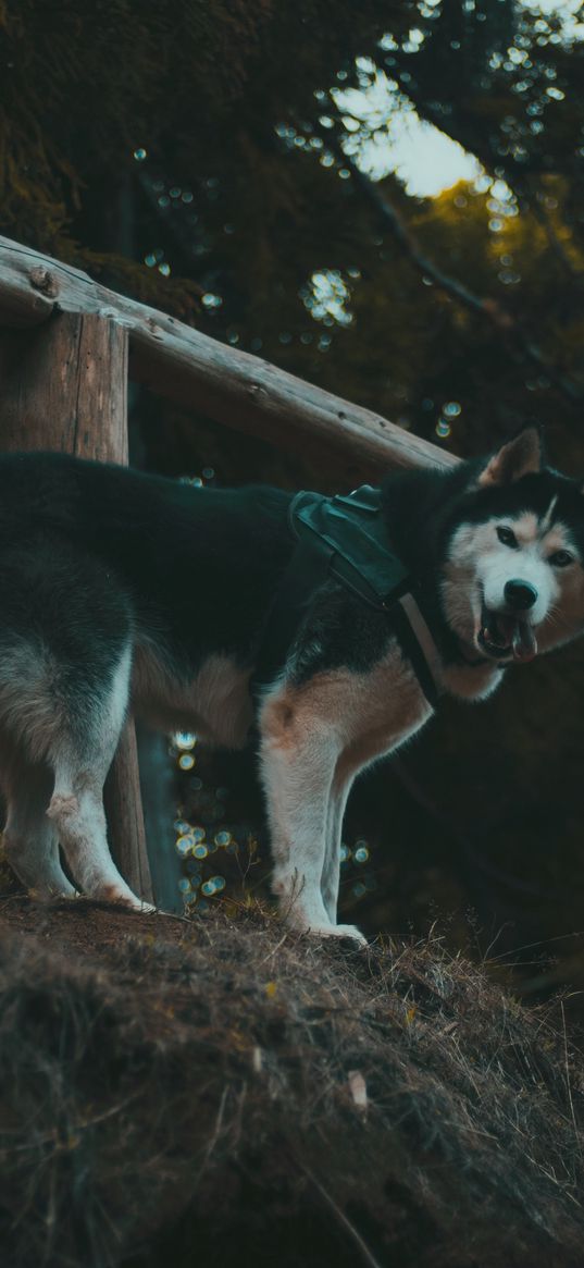 husky, dog, walk, stand