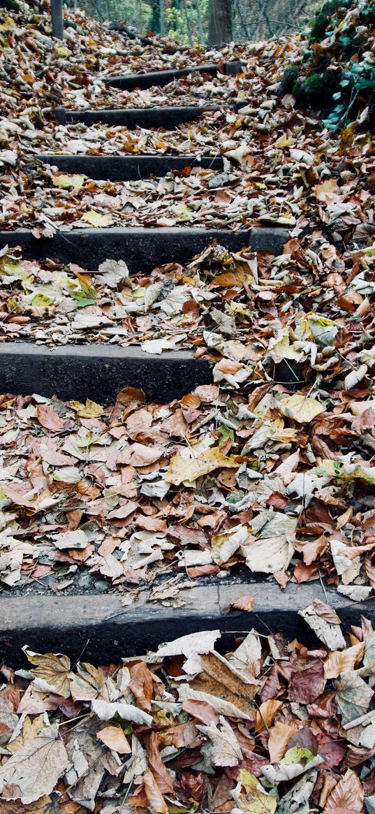 autumn, foliage, stairs