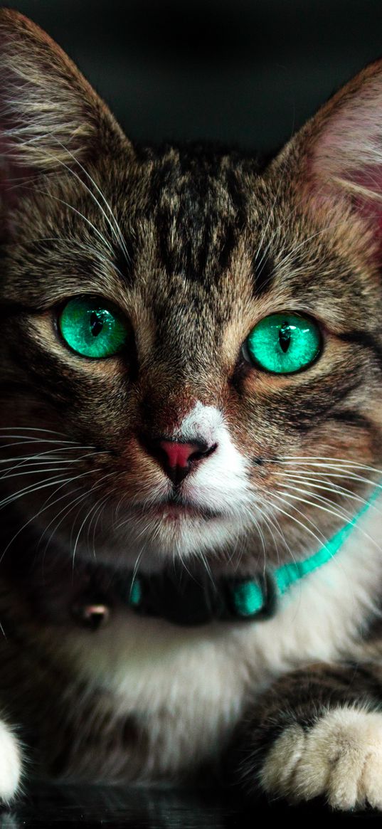 cat, green-eyed, beautiful, look