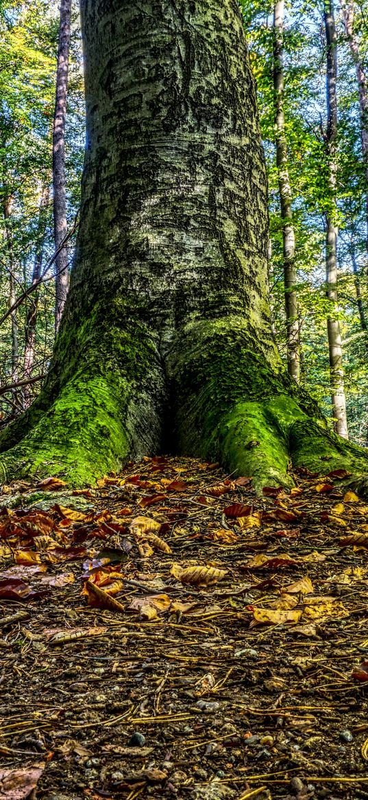 moss, tree, root, foliage, autumn