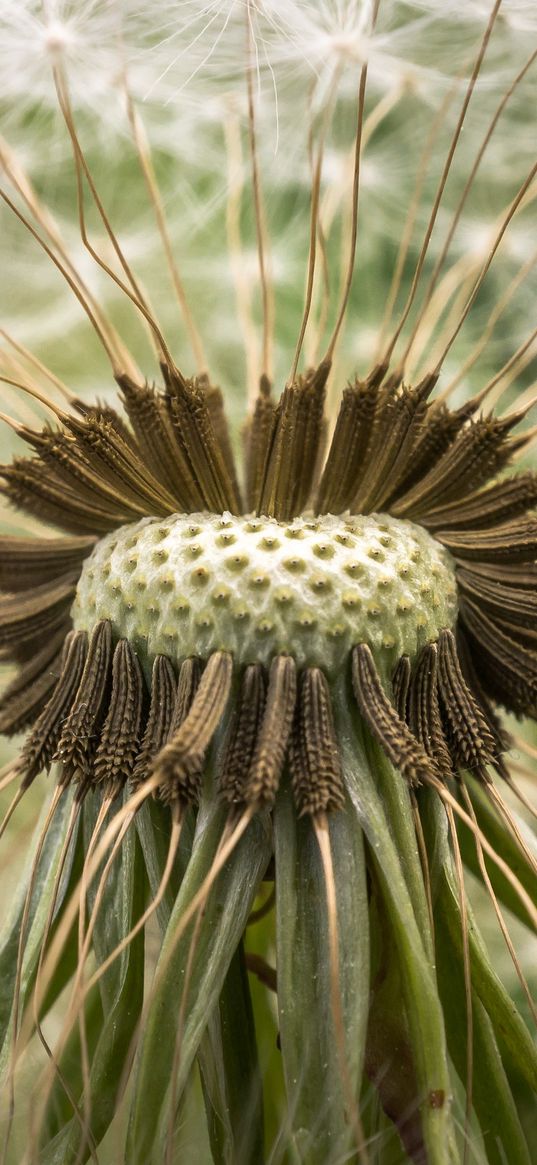 dandelion, down, closeup