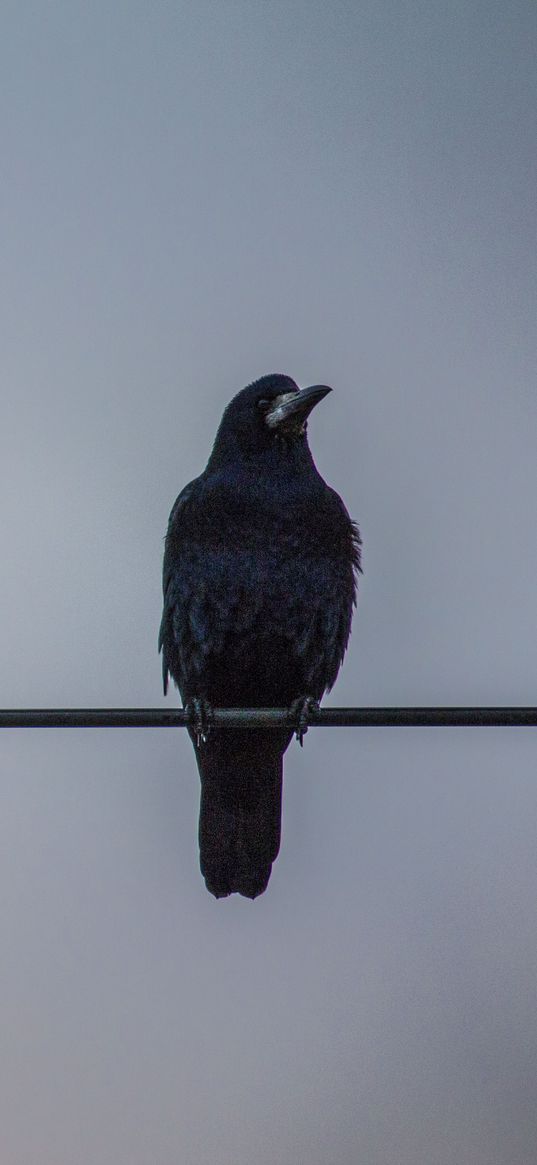 crows, wires, birds