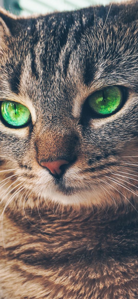 cat, green-eyed, muzzle, look