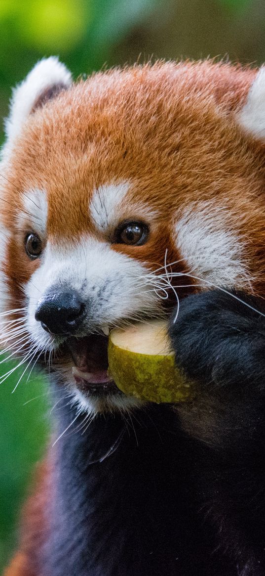 red panda, fiery panda, food
