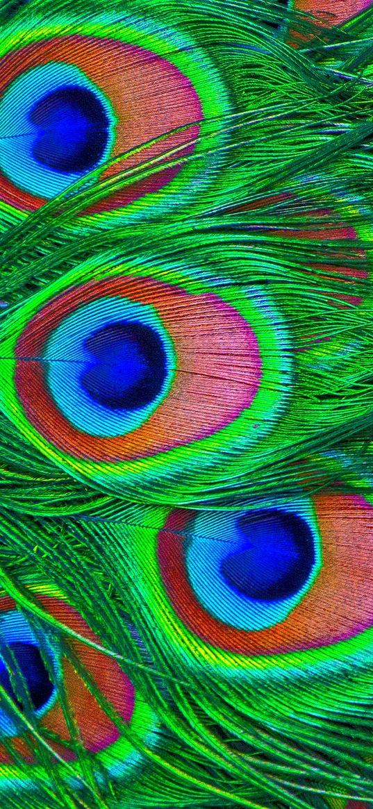 feathers, peacock, colorful