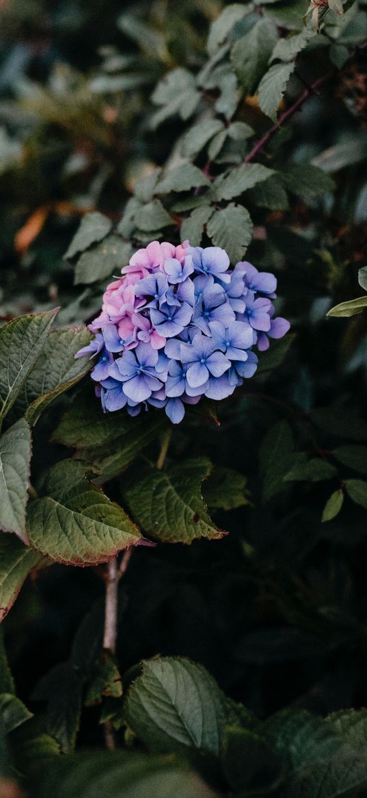 hydrangea, bush, leaves