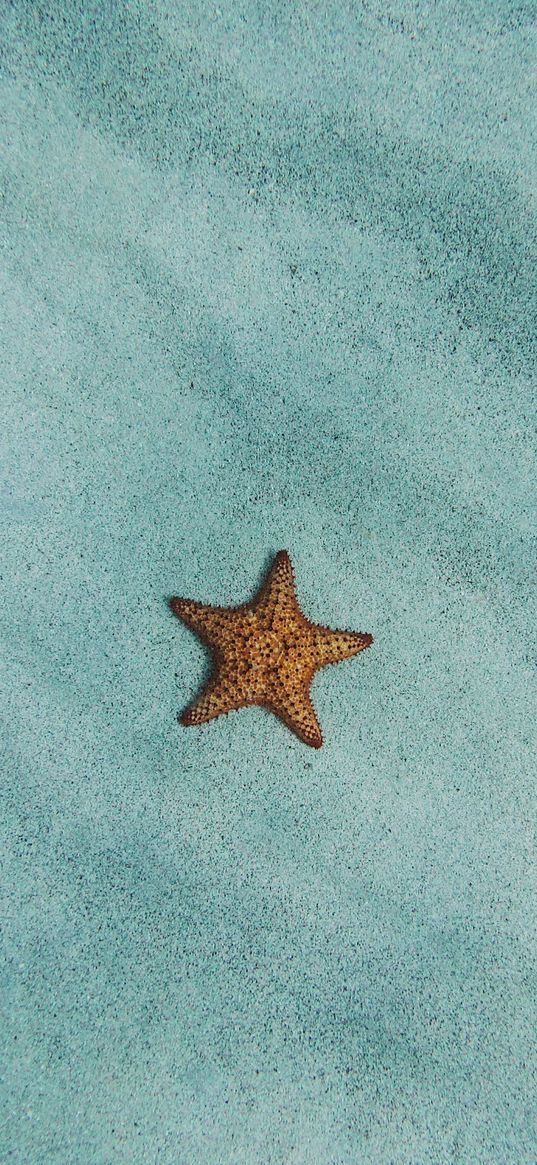 starfish, sand, surface