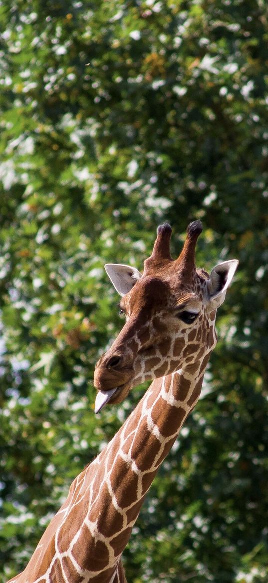 giraffe, funny, protruding tongue