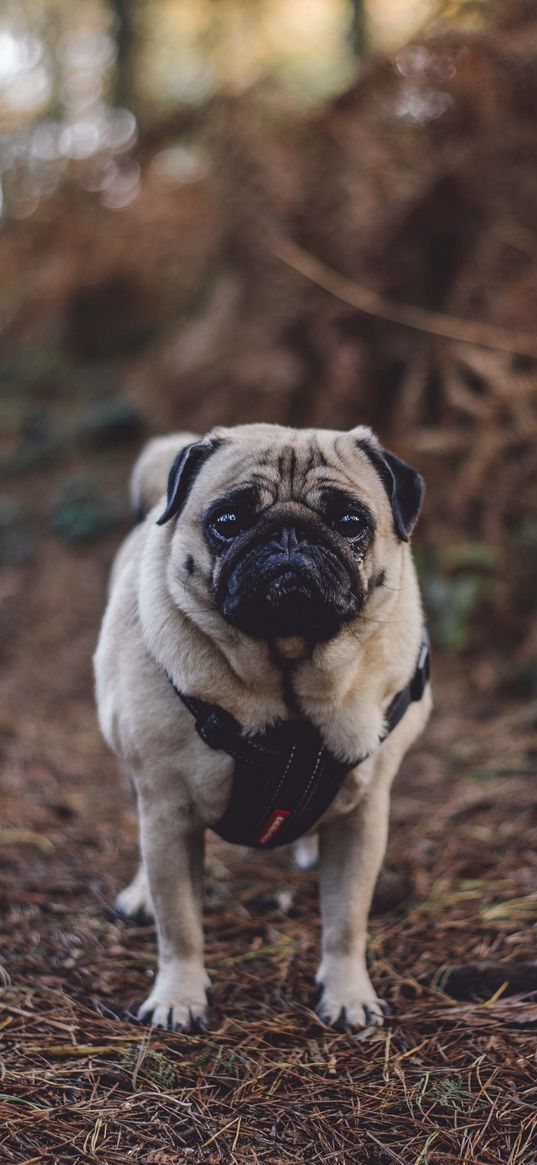 pug, dog, walk