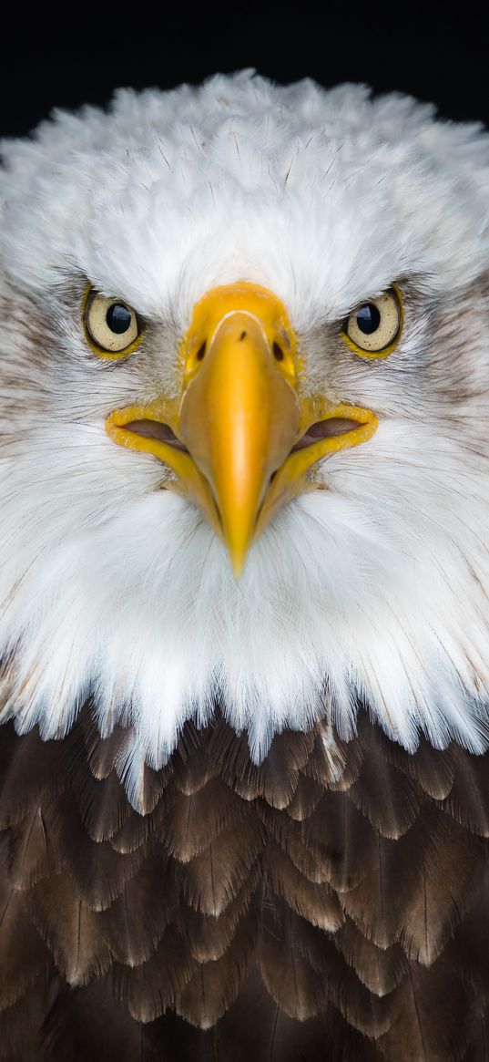 bald eagle, eagle, bird, predator