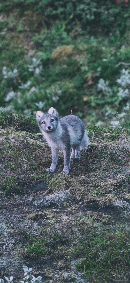 fox, arctic fox, look