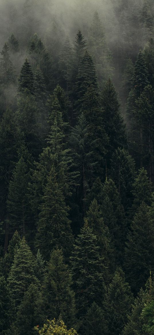 trees, green, fog, forest, shroud, top view