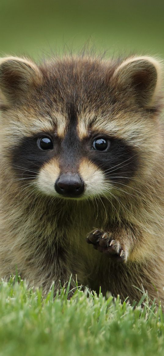 raccoon, grass, muzzle, animal, walk