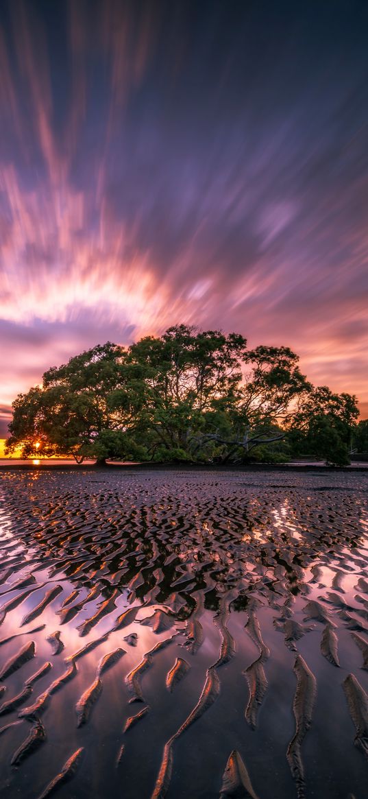 tree, sunrise, water, colorful