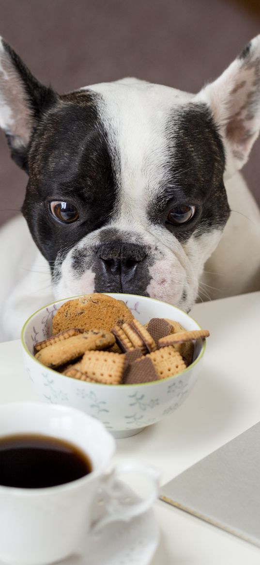 bulldog, cookies, look, appetite