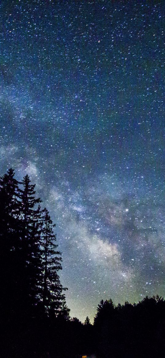 starry sky, trees, galaxy