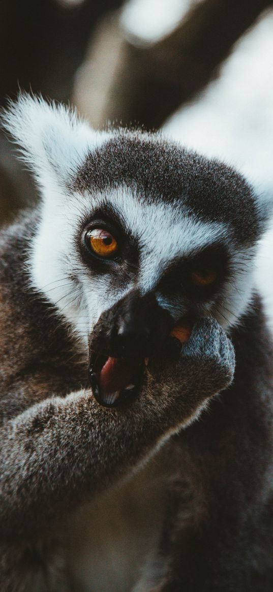 lemur, animal, muzzle, eat