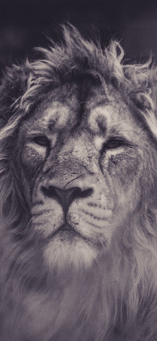 lion, predator, mane, sight, bw