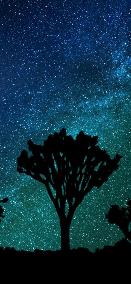 starry sky, milky way, joshua tree