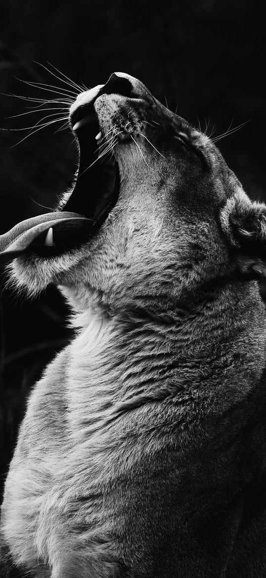 lioness, teeth, scream, predator, bw