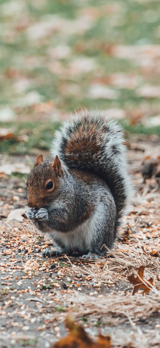 squirrel, sits, blur