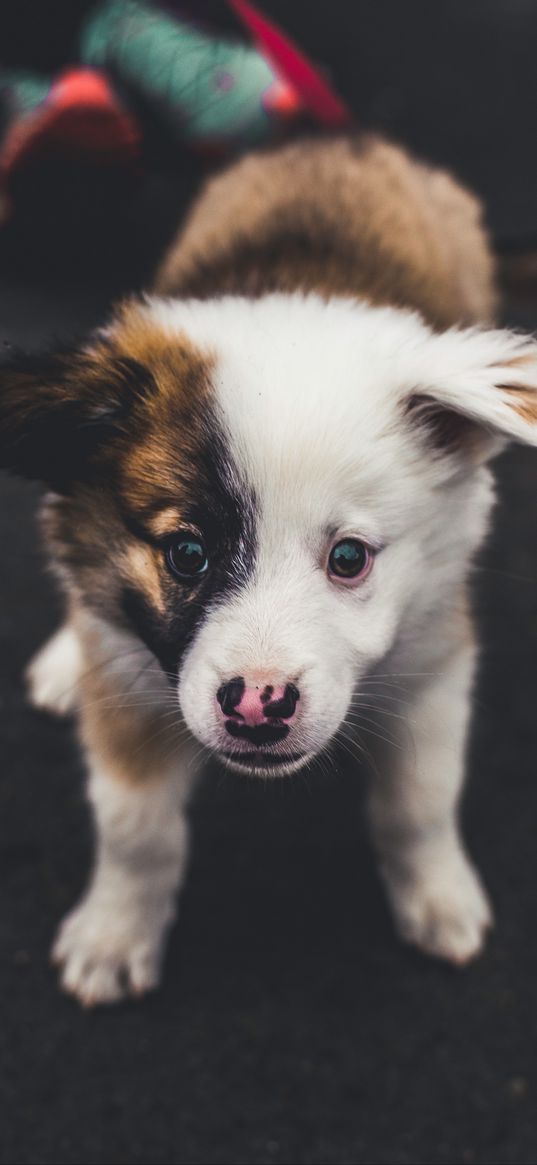 puppy, muzzle, spotted, cute