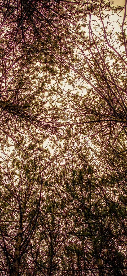 trees, view from below, branches, sky