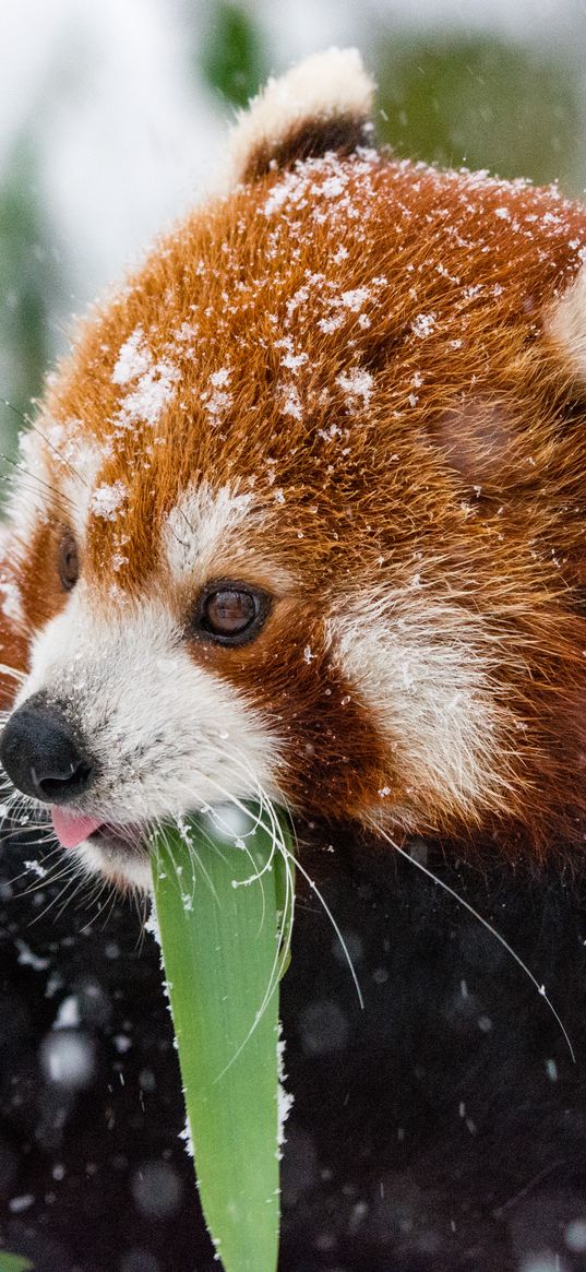 panda, red panda, snow, walk