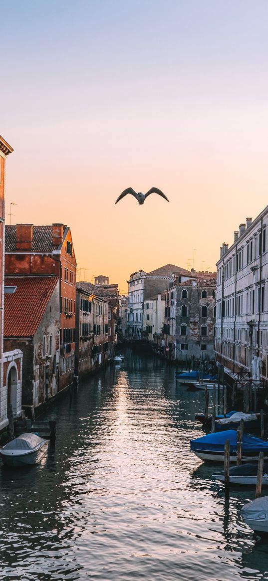 venice, italy, canal, seagull, river