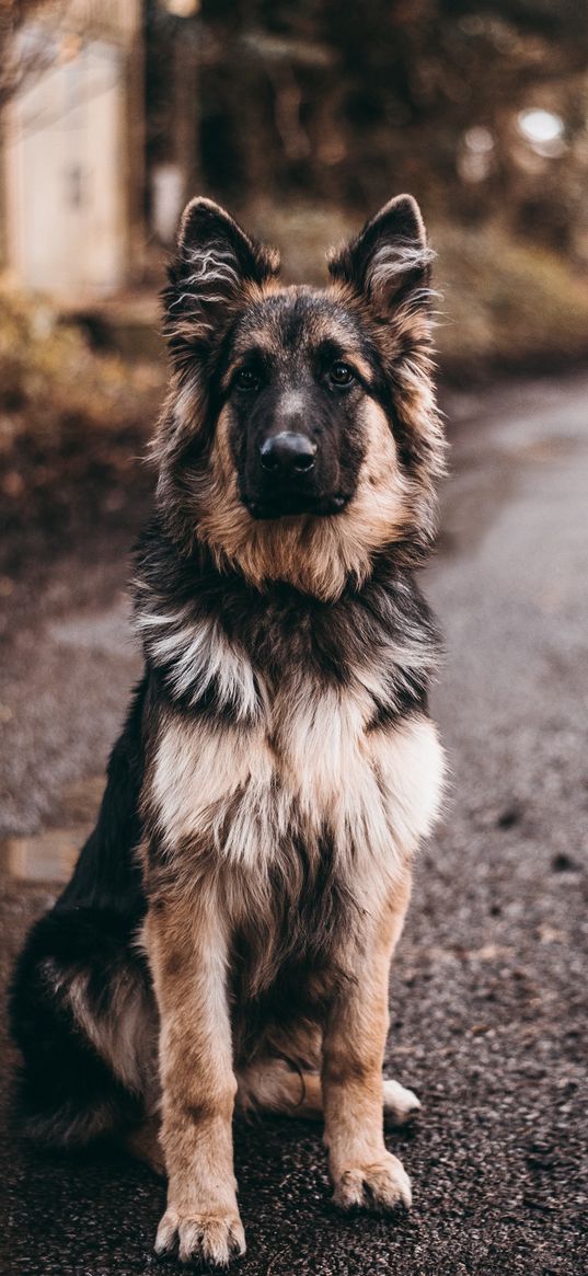 dog, shepherd, sits