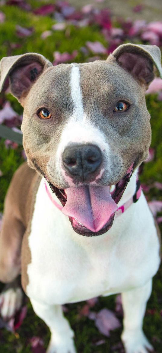 pit bull, dog, pit bull terrier, walk