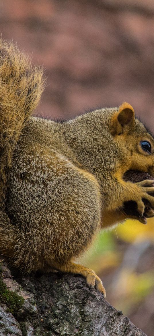 squirrel, nut, food, fluffy