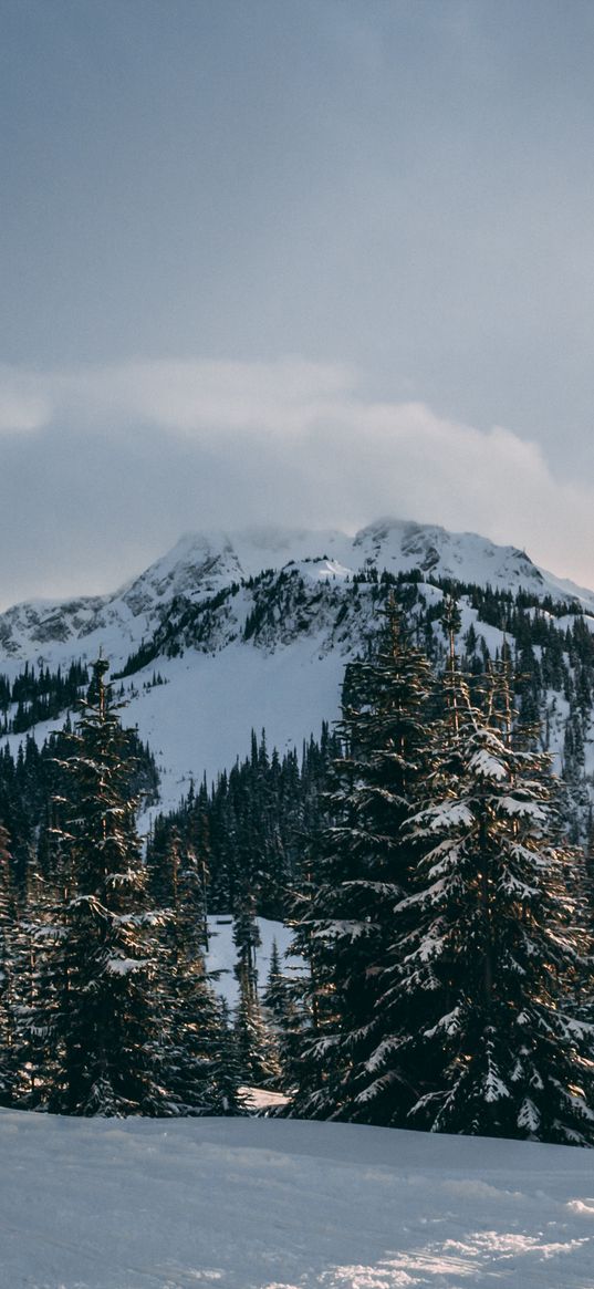 winter, mountains, fir trees, snow