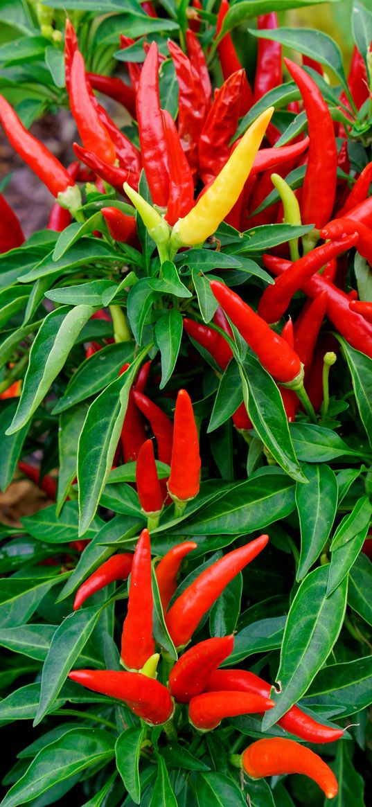 pepper, chile, garden bed