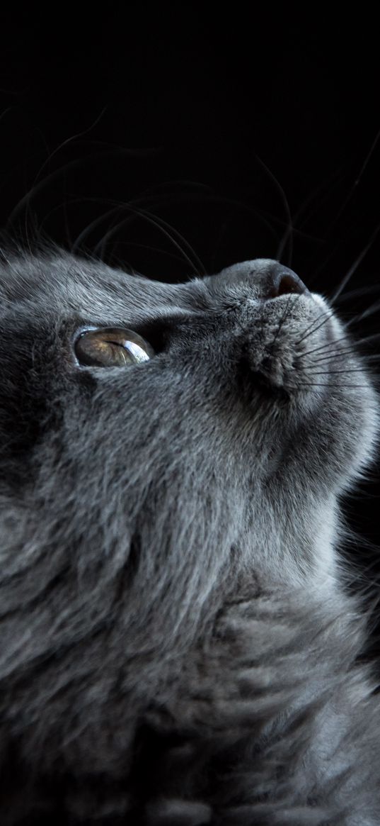 cat, muzzle, profile, black background