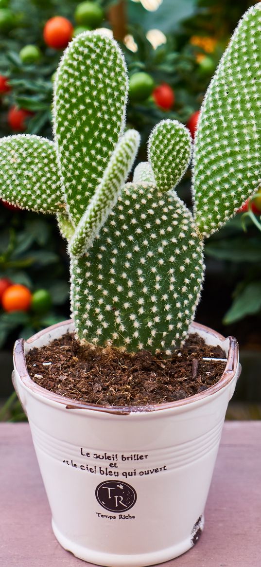 cactus, flower, houseplant