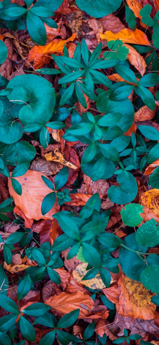 leaves, autumn, fallen, forms