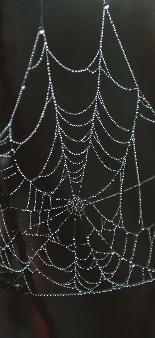 spider web, drops, close-up