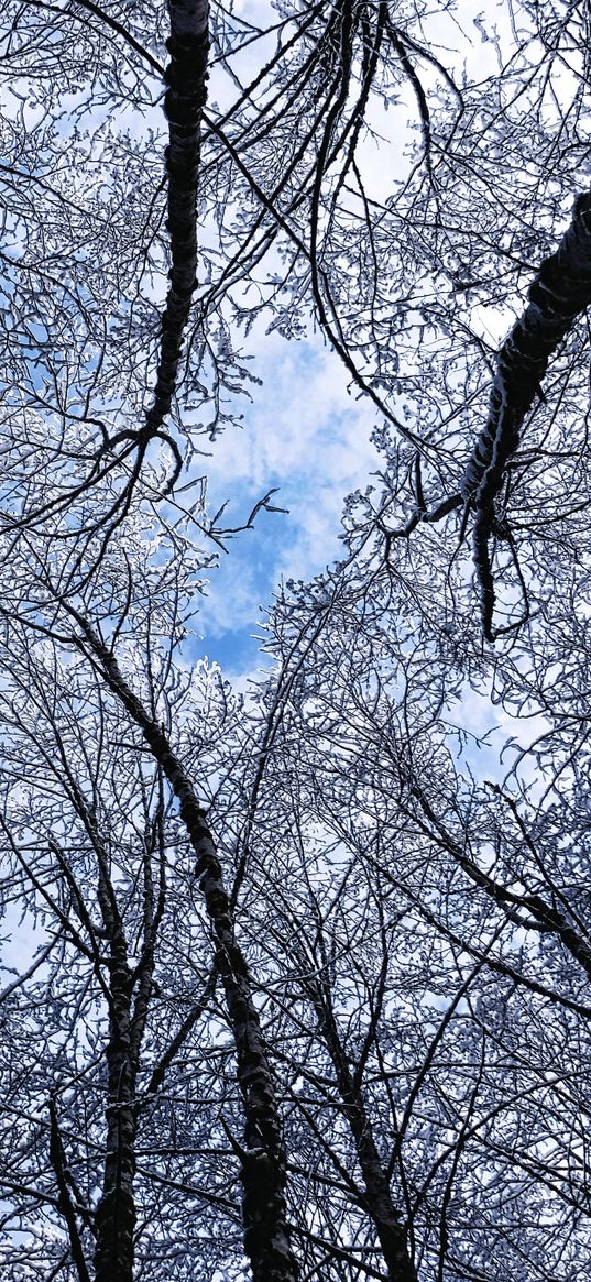 trees, winter, hoarfrost, sky, bottom view