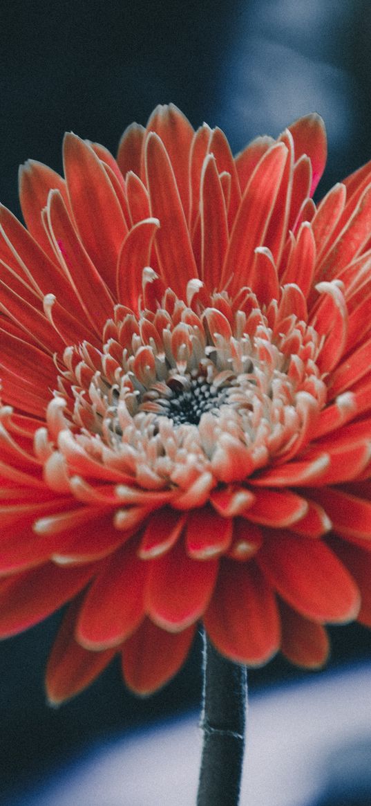 aster, flower, petals