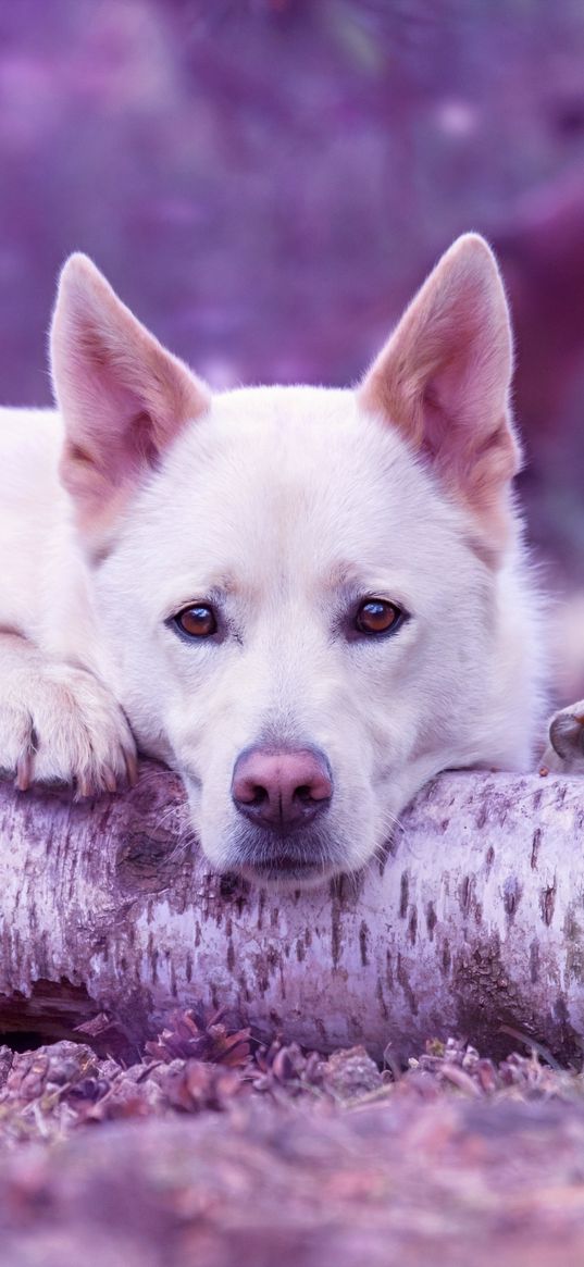 dog muzzle, log, lying