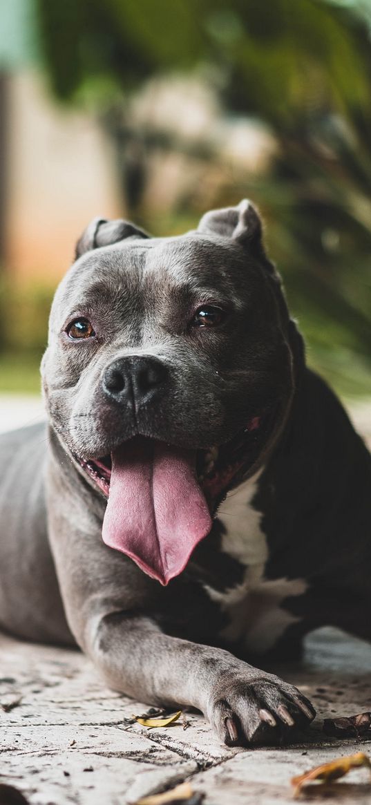 pit bull, dog, protruding tongue, muzzle