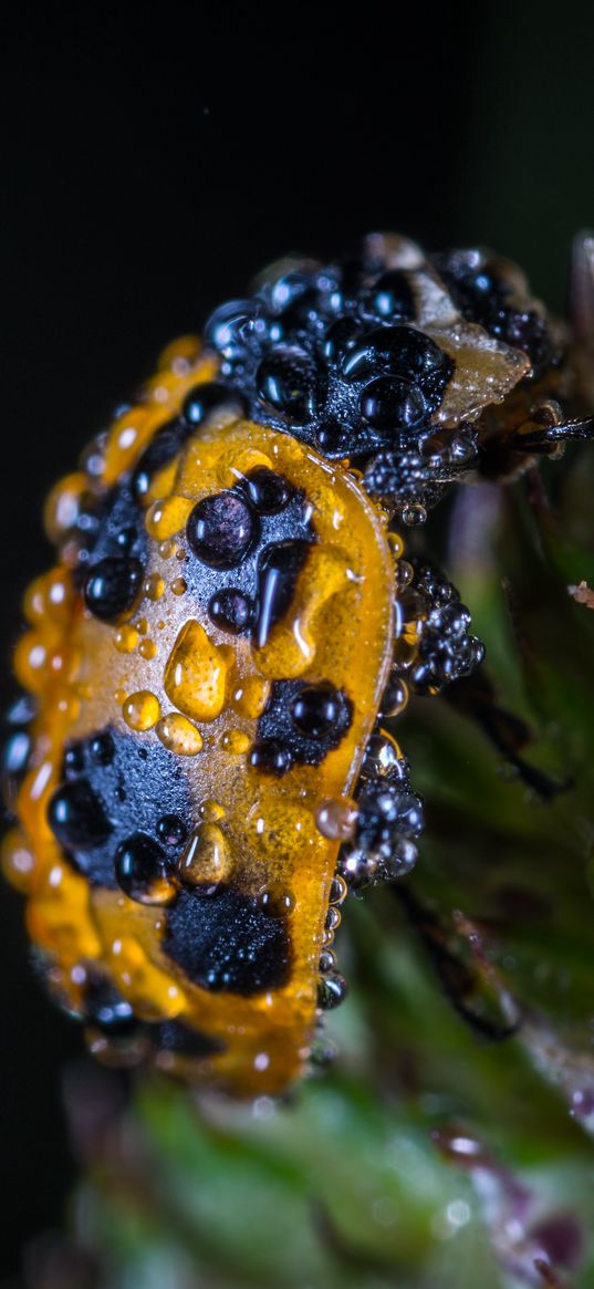 ladybug, drops, closeup