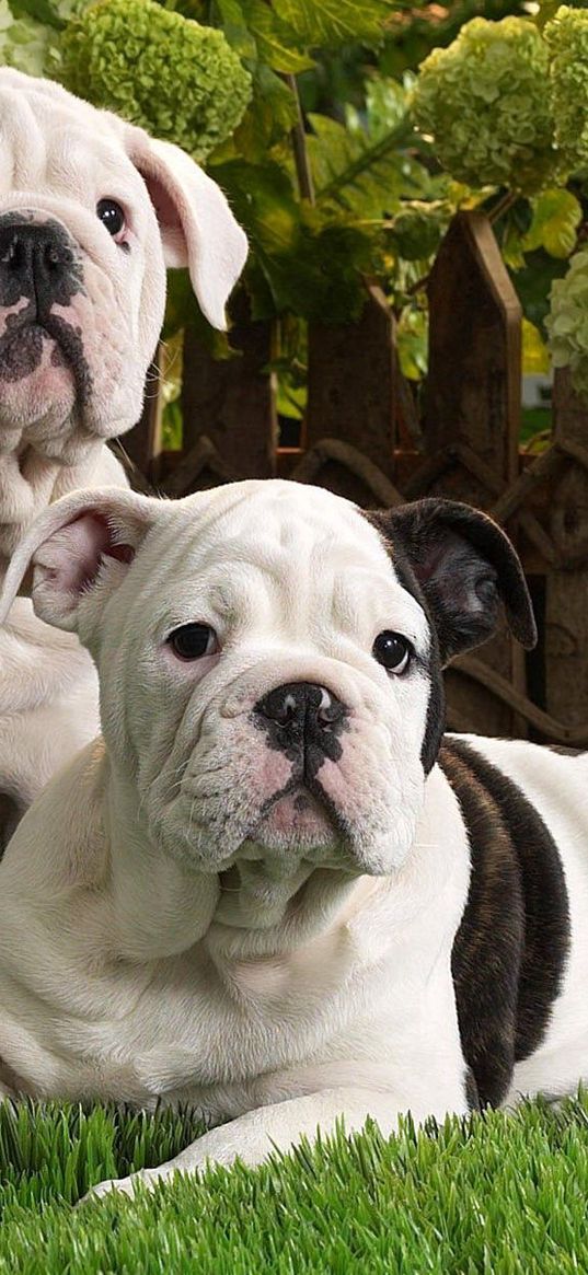 dogs, bulldog, brindle, black, white, grass, lie, couple