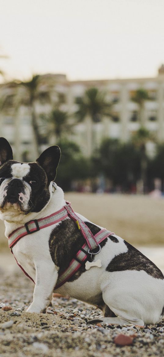 bulldog, dog, sitting, sand, stones