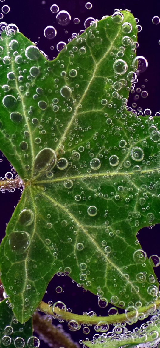 ivy, leaf, drops, closeup