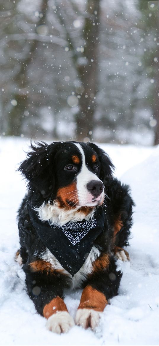 bernese mountain dog, dog, snow, snowfall