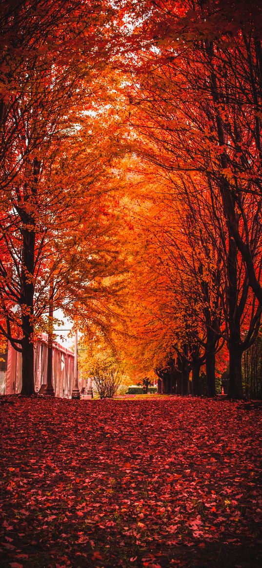 autumn, park, trees, foliage