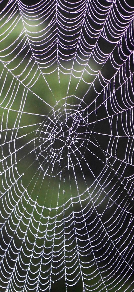 spiderweb, drops, weaving